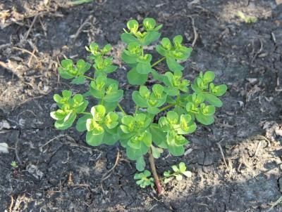 Молочай-солнцегляд  (Euphorbia helioscogia)