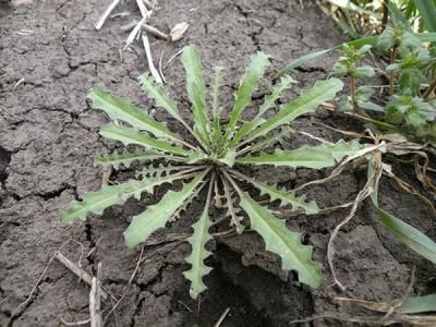 Желтушник лакфеолевый (Erysium cheiranthoides)