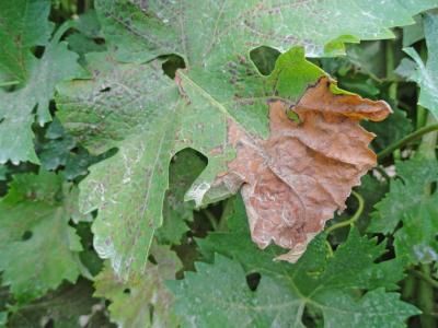 Краснуха (Pseudopeziza tracheiphila Muller-Thurgau)