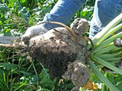 Рак свеклы (Pseudomonas tumefaciens Stevens)