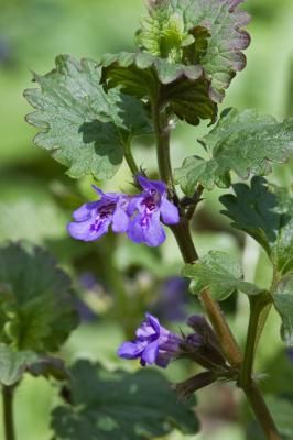 Будра плющевидная (Glechoma hederacea)
