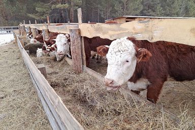 Фермерам Забайкалья предоставят гранты на сумму свыше 218 млн рублей