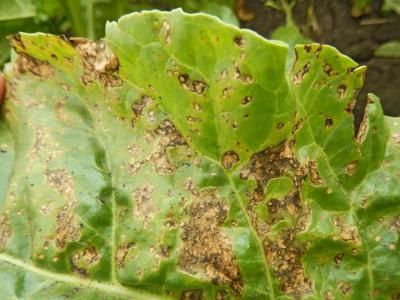 Бактериальная пятнистость (Bacillus mycoides Flugge, Вас. mesentericus pv. vulgatus Flugge, а также Вас. butyrieus pv. betae Koszura)