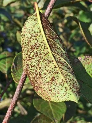 Ржавчина груши (Gymnosporangium sabinae ( Dicks.) G. Winter.)