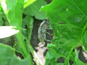 Свекловичные долгоносики (Bothynoderes punctiventris - обыкновенный, Tanymecus palliatus - серый)