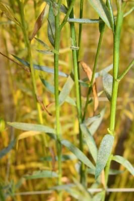 Мучнистая роса льна (Erysiphe poligoni DC, Erysiphe cichoracearum DC. f. sp. Lini Jacz.)