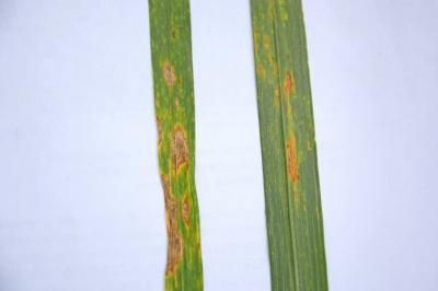 Септориоз злаковых (S. tritici, S. Graminum, S. nodorum)