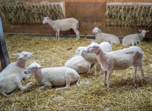 В Хорватии зарегистрирована первая вспышка чумы мелких жвачных животных