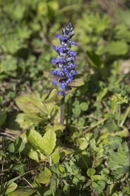 Живучка женевская (Ajuga genevensis)