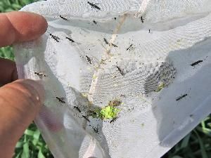 Стеблевые хлебные пилильщики (обыкновенный хлебный пилильщик, черный хлебный пилильщик) (Cephus pygmaeus, Trachelus tabidus)