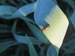 Пьявица обыкновенная (Lema melanopus)