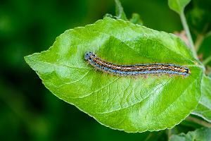 Кольчатый шелкопряд (Malacosoma neustria)