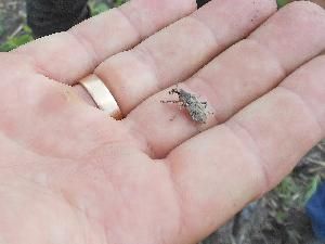 Серый свекловичный долгоносик (Tanymecus palliatus)