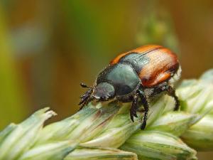 Жук кузька (Anisoplia austriaca)