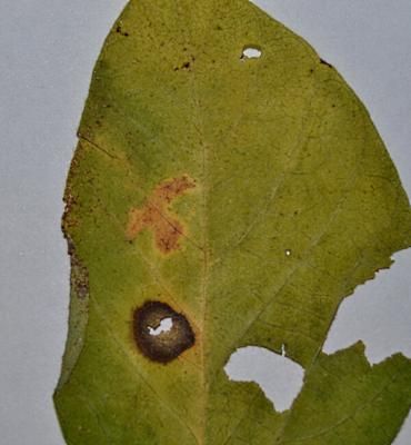 Аскохитоз сои (Ascochyta sojaecola)