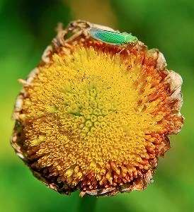 Яблонная медяница (Psylla mali)