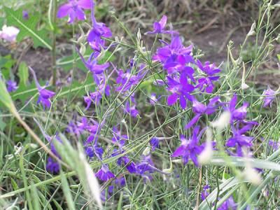 Живокость полевая  (Consolida regalis)