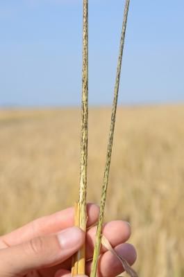 Стеблевая (линейная) ржавчина зерновых (Puccinia graminis)