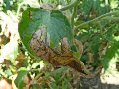 Фитофтороз (Phytophthora infestans)