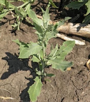 Горчак ползучий (розовый)  (Acroptilon repens)