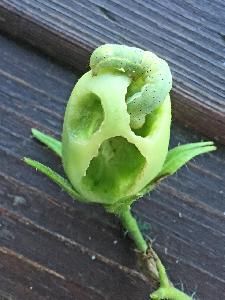 Огородная совка (Polia oleracea)