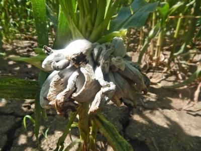 Пузырчатая головня кукурузы (Ustilago zeae)