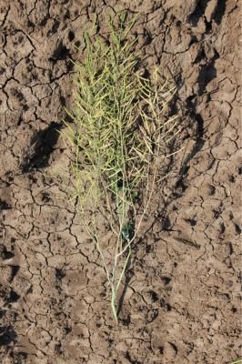 Склеротиниоз, или белая гниль крестоцветных культур (Sclerotinia sclerotiorum (Lib.) De By)