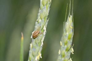 Элия остроголовая (Aelia acuminata)