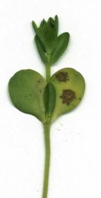 Пасмо льна (Septoria linicola Gar. (= Phlyctaena linicola Speg.))