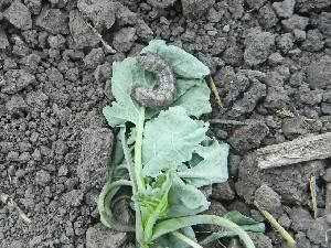 Озимая совка (Agrotis (Scotia) segetum)