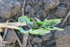 Клубеньковые долгоносики (Sitona lineatus - полосатый ,S. сrinitus -  щетинистый)