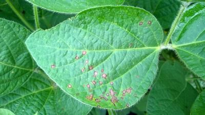 Пурпурный церкоспороз сои (Cercospora kikuchii (Matsumoto & Tomoyasu) Gardner)