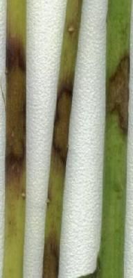 Полиспороз, или побурение (ломкость) стеблей льна (Kabatiella lini (Laff.))