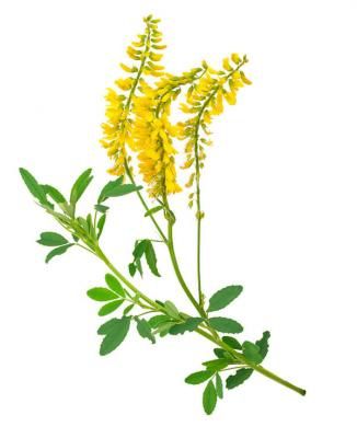 Донник лекарственный (Melilotus officinales)