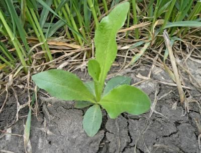 Осот полевой (желтый)  (Sonchus arvensis)