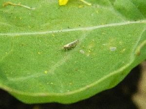 Капустная моль (Plutella xylostella)