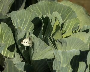 Репная белянка (Pieris rapae)