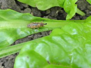 Свекольный долгоносик-стеблеед (Lixus subtilis)