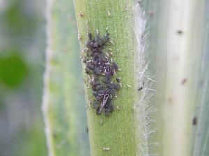 Злаковые тли (обыкновенная злаковая тля, большая злаковая тля, ячменная тля, черемухово-злаковая тля) (Schizaphis graminum, Sitobion avenae, Brachycolus noxius, Ropalosiphum padi)
