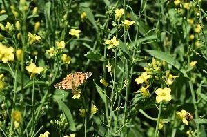 Репейница, или ванесса чертополоховая (Vanessa cardui)