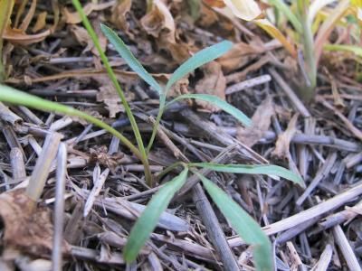 Резак обыкновенный (Falcaria vulgaris)