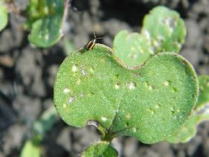 Крестоцветные блошки (Phyllotreta nemorum - светлоногая, Ph. undulata - волнистая, Ph. vittata - выемчатая, Ph. cruciferae - синяя, Ph. atra - черная)