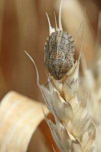 Клоп вредная черепашка (Eurygaster integriceps)
