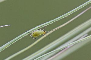 Злаковые тли (обыкновенная злаковая тля, большая злаковая тля, ячменная тля, черемухово-злаковая тля) (Schizaphis graminum, Sitobion avenae, Brachycolus noxius, Ropalosiphum padi)