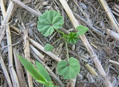 Просвирник приземистый (мальва круглолистная) (Malva neglecta)