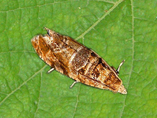 Виноградные листовертки (гроздевая листовертка, двулётная виноградная листовертка) (Lobesiа botrana, Euroecilia ambiguella)