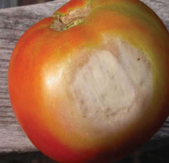 Солнечный ожог томата