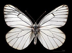 Боярышница (Aporia crataegi)