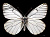 Боярышница (Aporia crataegi)