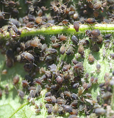 Бахчевая (хлопковая) тля (Aphis gossypii)